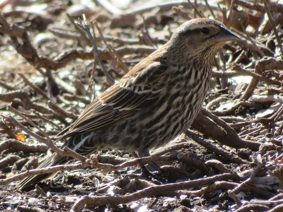 Red-winged Blackbird - ML613778543