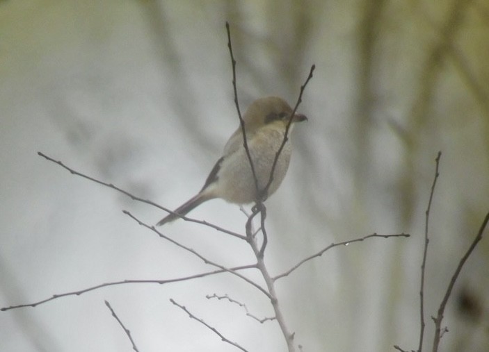 Northern Shrike - ML613778547