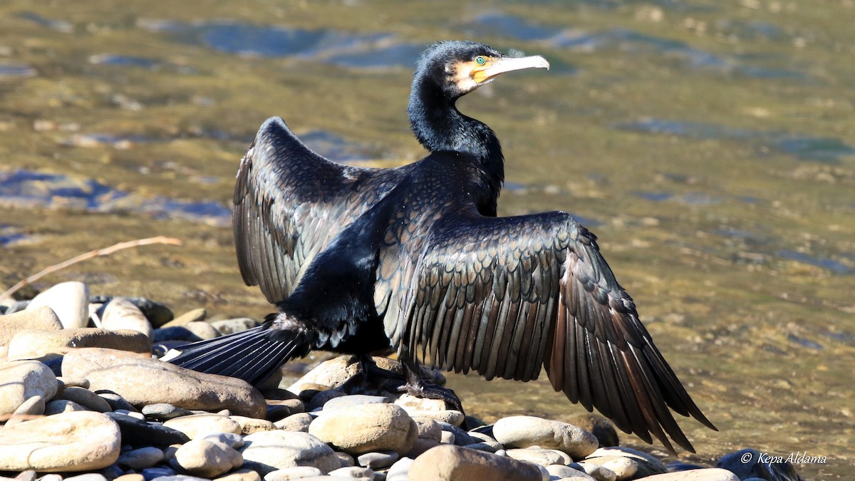 Great Cormorant - ML613778548