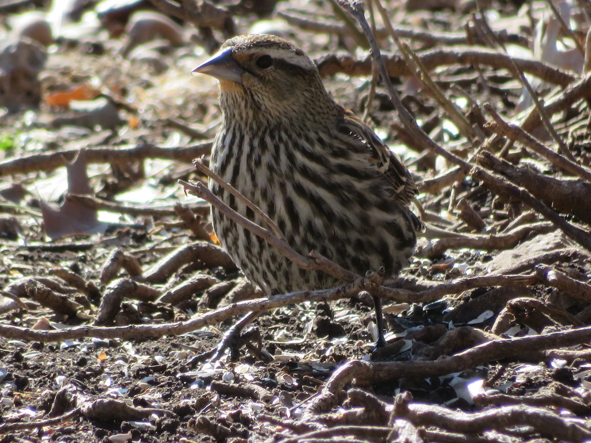 Red-winged Blackbird - ML613778560