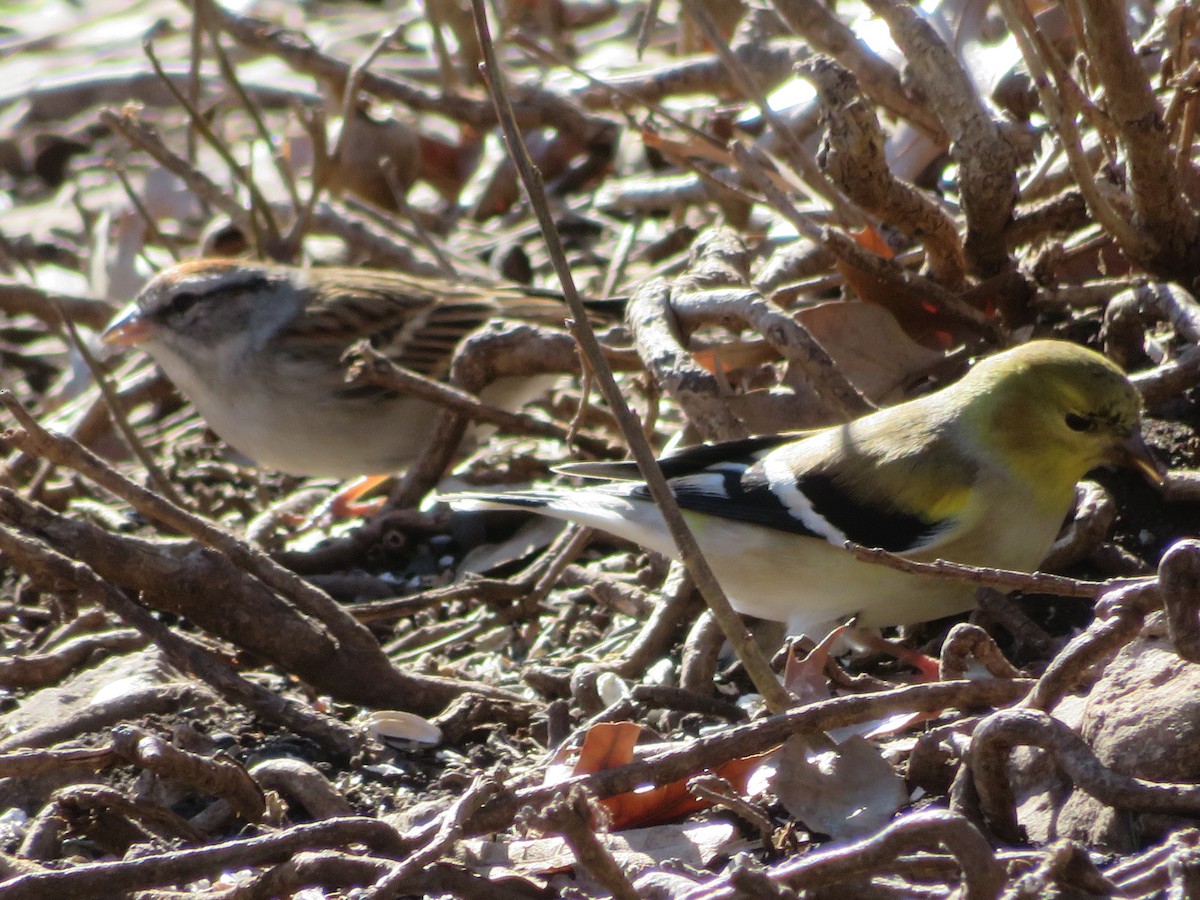 American Goldfinch - ML613778621