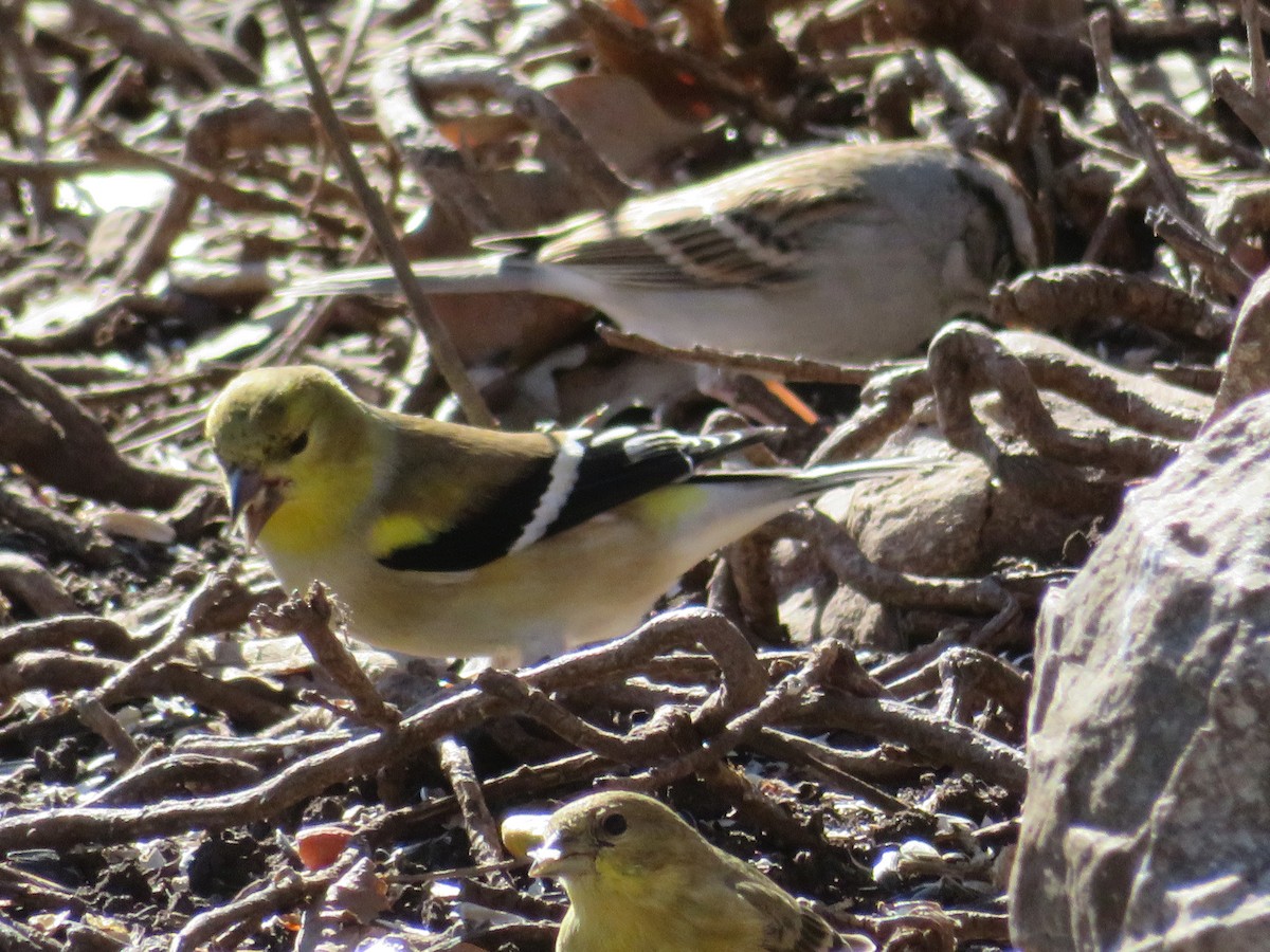 American Goldfinch - ML613778659