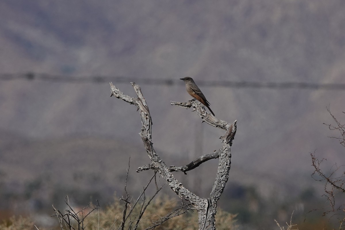 Say's Phoebe - ML613778693