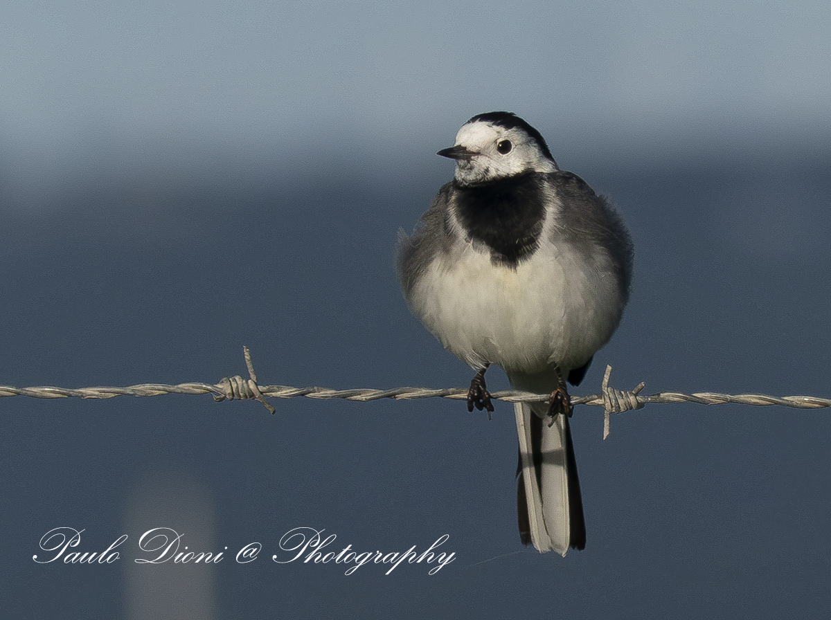 White Wagtail (British) - ML613778731