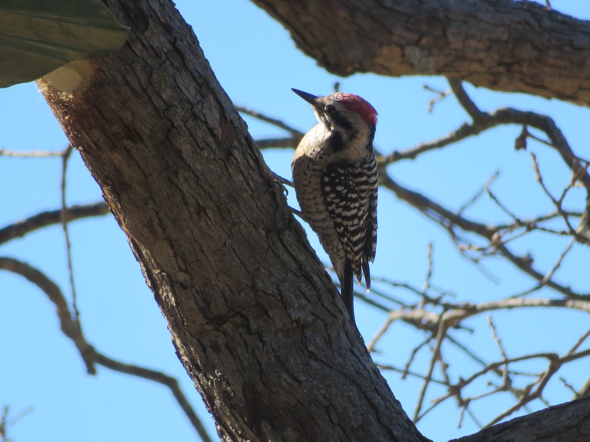 Ladder-backed Woodpecker - ML613778745