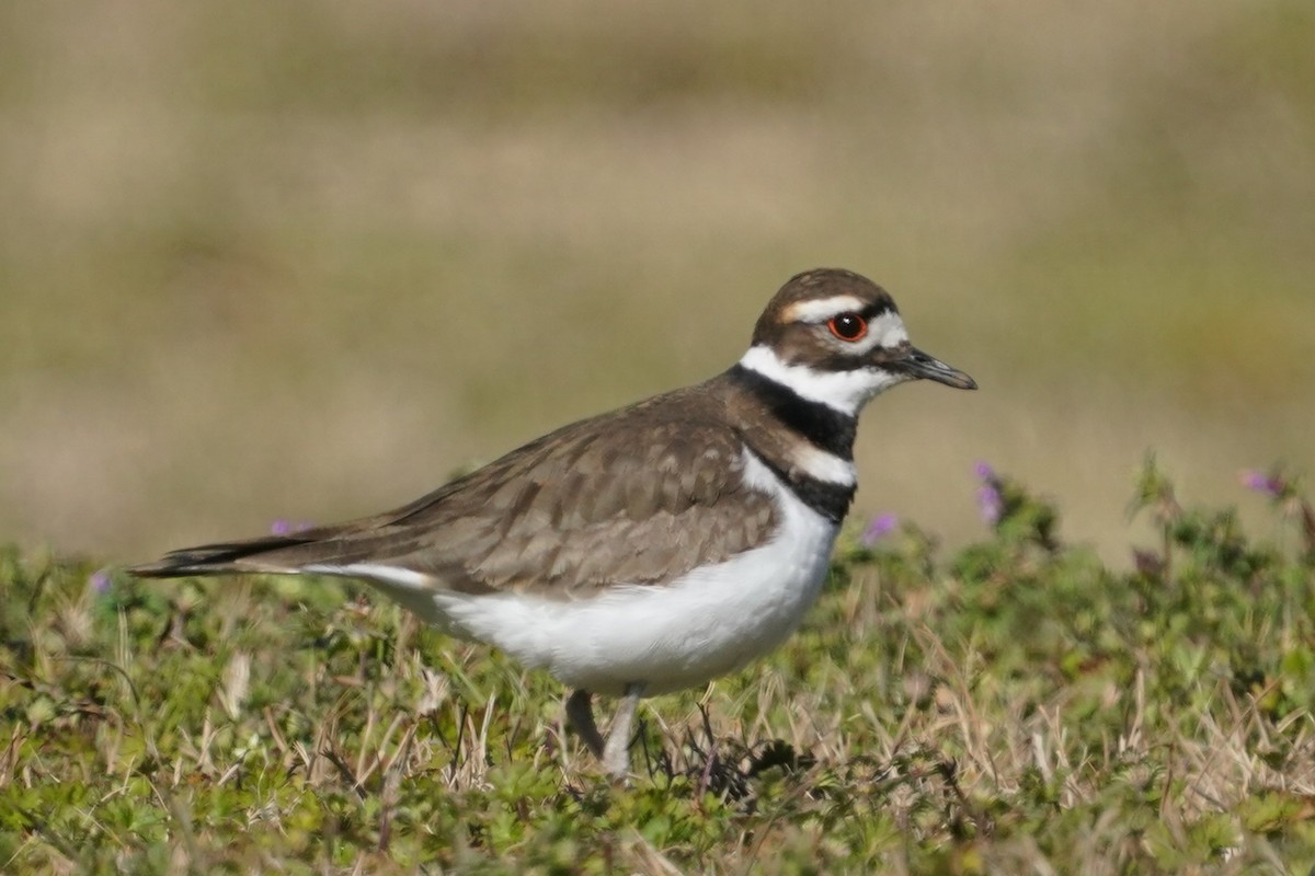 Killdeer - ML613778767