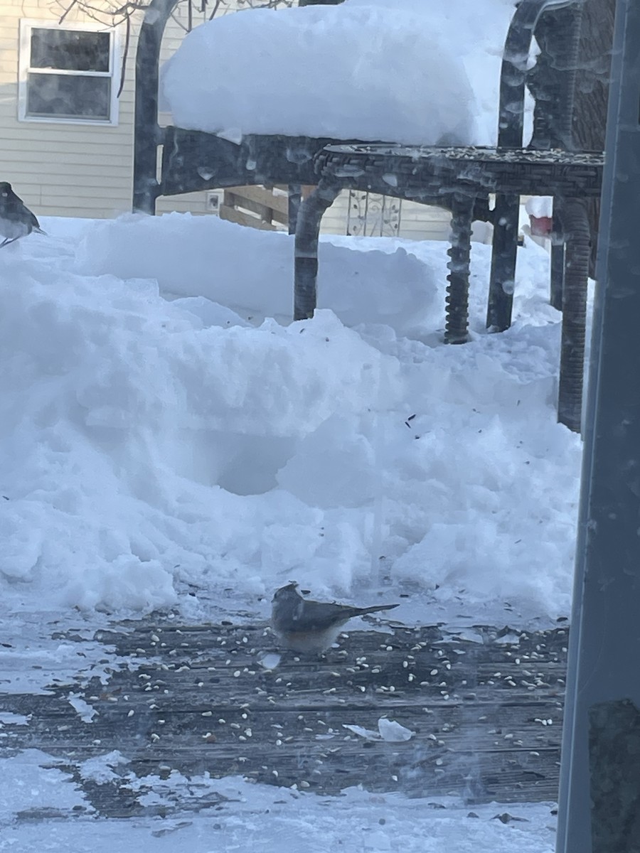 Tufted Titmouse - ML613778779