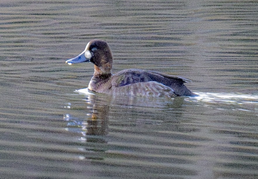 Lesser Scaup - ML613778795