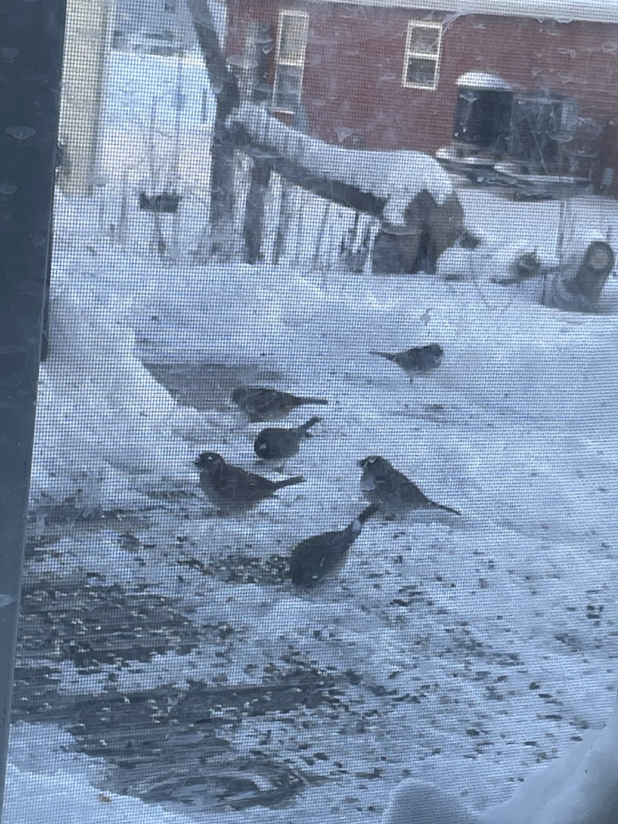 Dark-eyed Junco - ML613778813