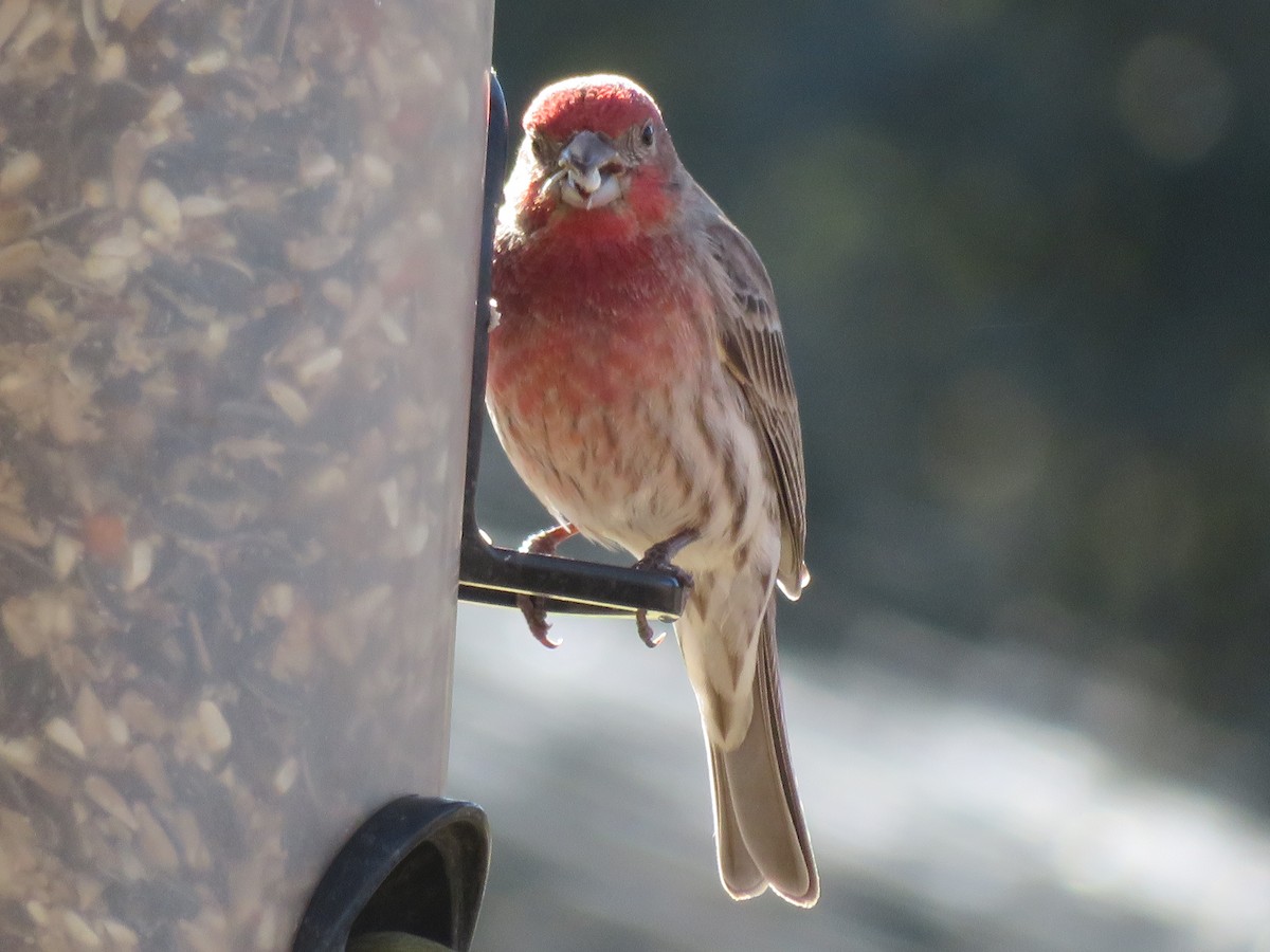 House Finch - ML613778823