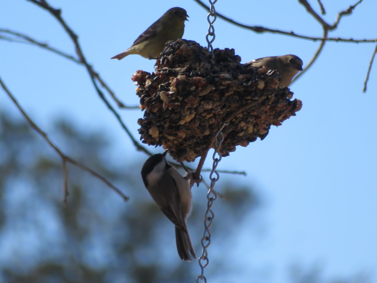 Carolina Chickadee - ML613778877