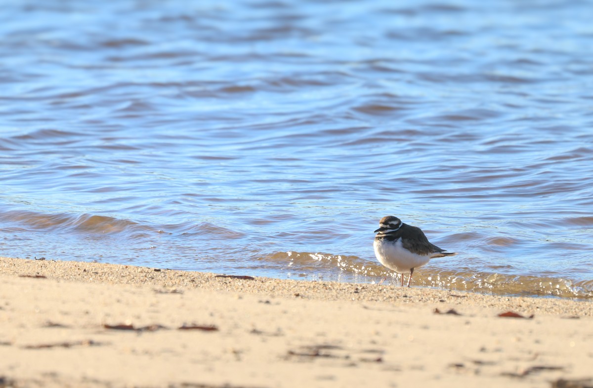 Killdeer - ML613778902