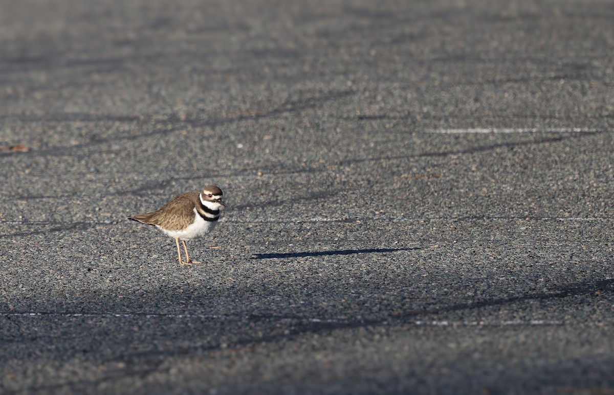 Killdeer - ML613778903
