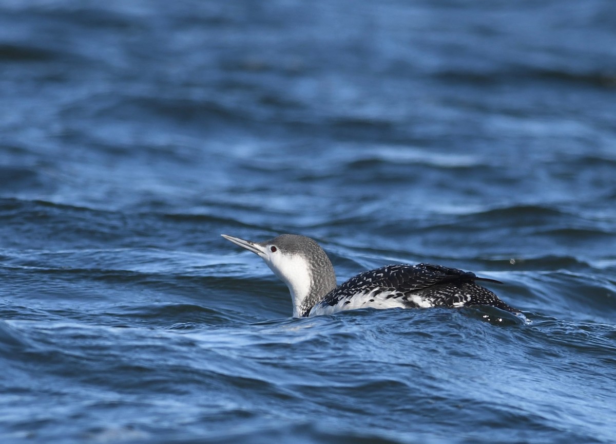 Red-throated Loon - ML613778917