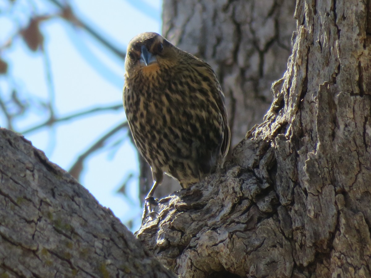 Red-winged Blackbird - ML613778923