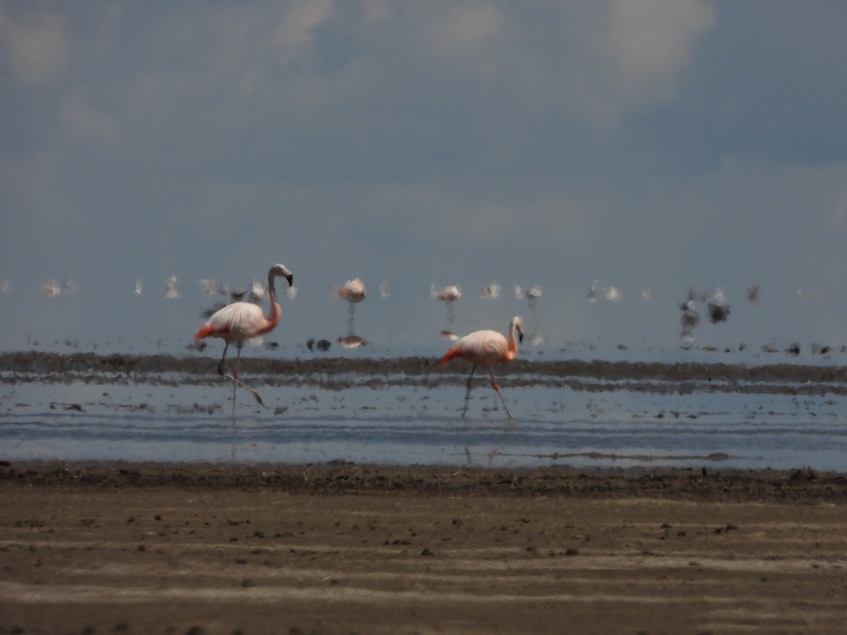 Chilean Flamingo - ML613778982