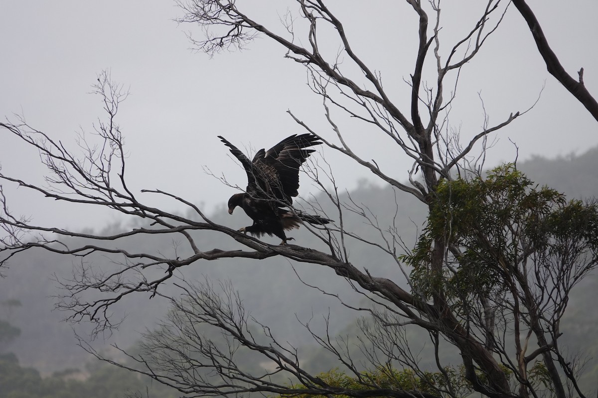 Wedge-tailed Eagle - ML613778996