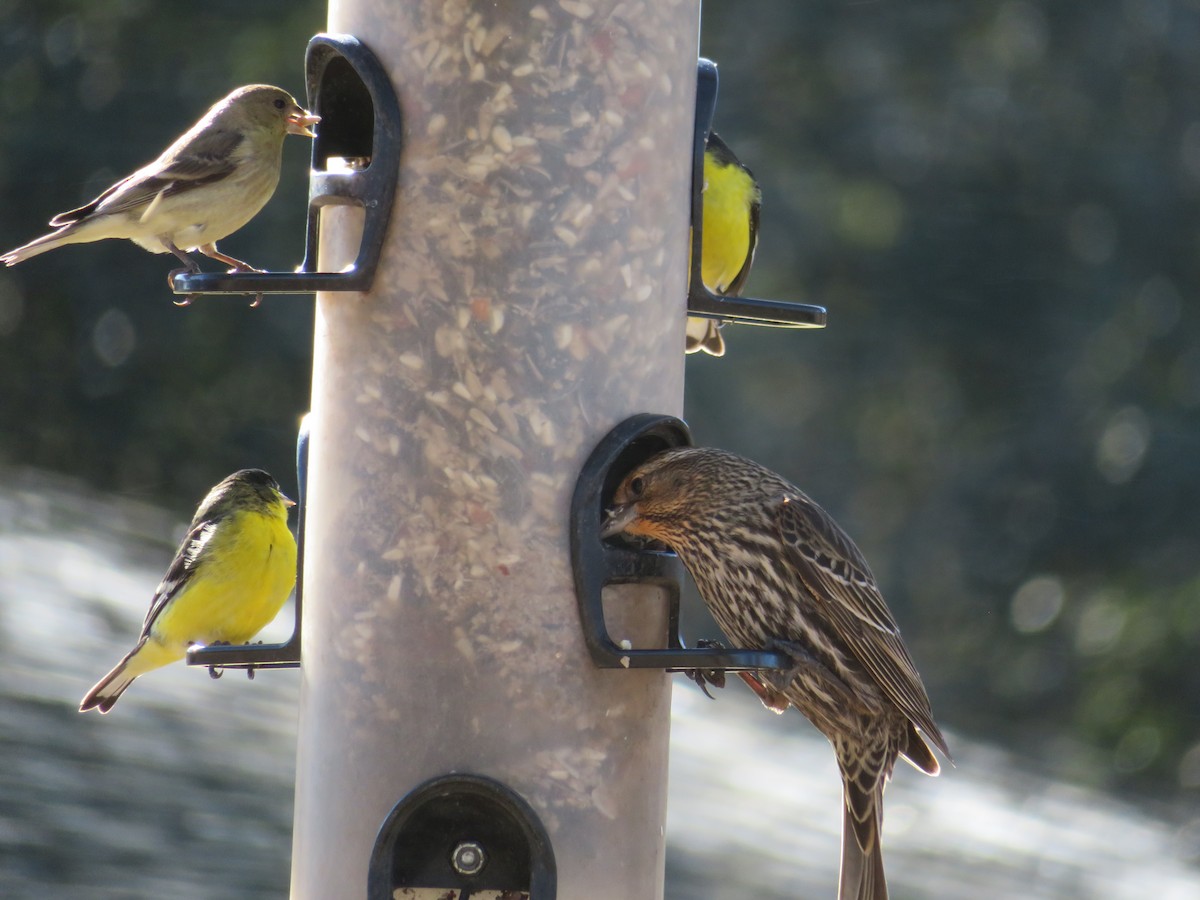 Lesser Goldfinch - ML613779035