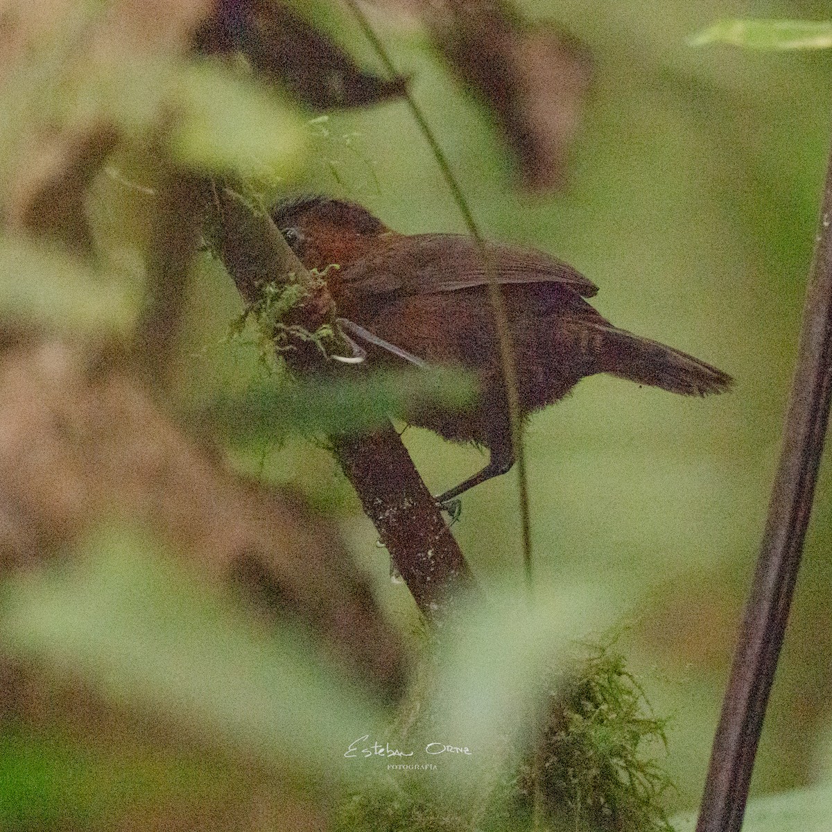 Chestnut-breasted Wren - Esteban Ortiz