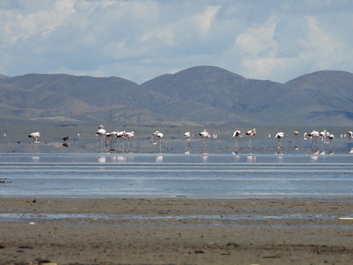 Andean Flamingo - ML613779079
