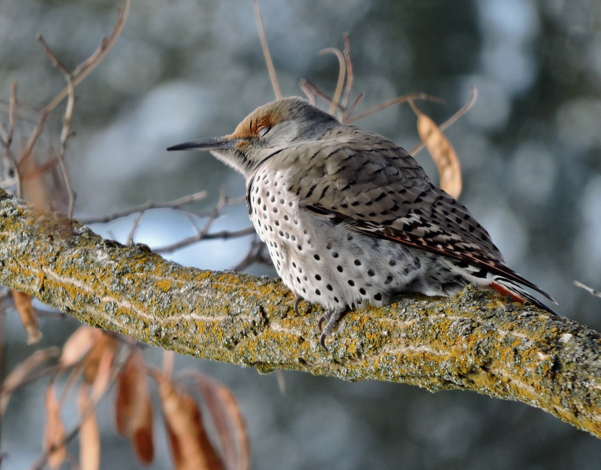 Northern Flicker (Red-shafted) - Daniel Casey