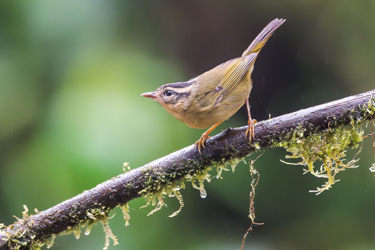 Three-striped Warbler (daedalus) - ML613779156