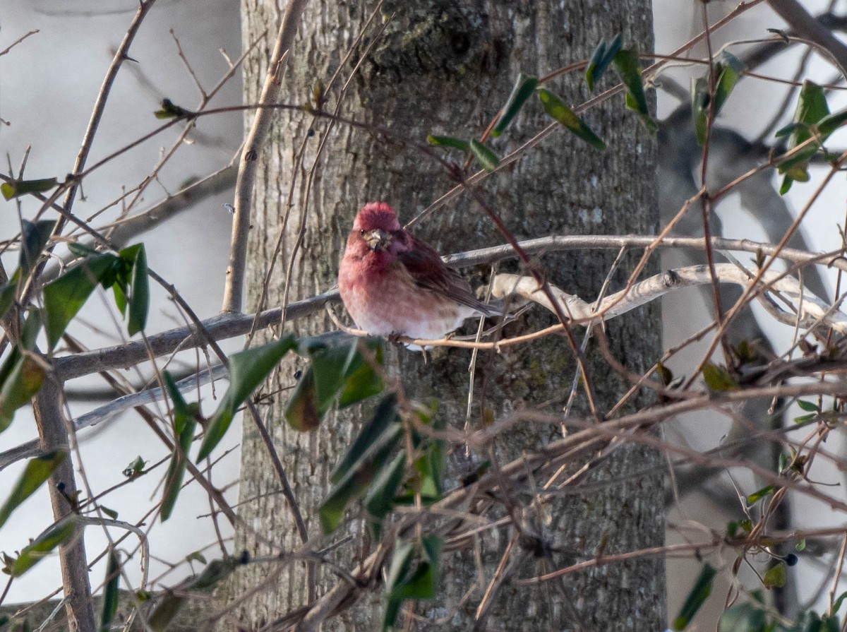 Purple Finch - ML613779173