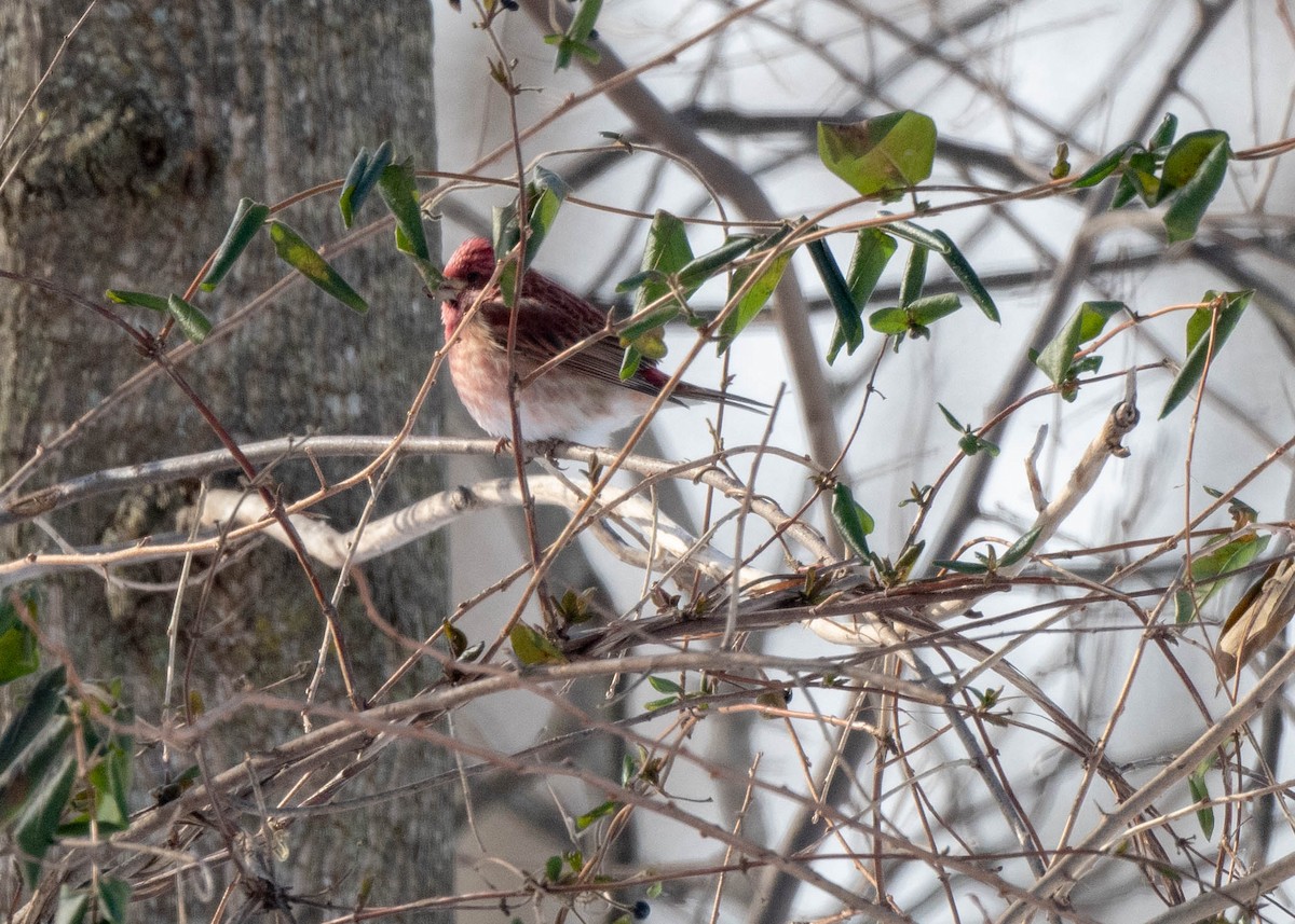 Purple Finch - ML613779176