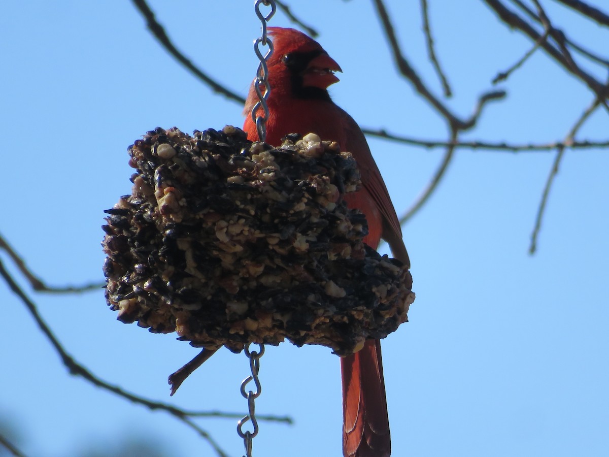 Northern Cardinal - ML613779184