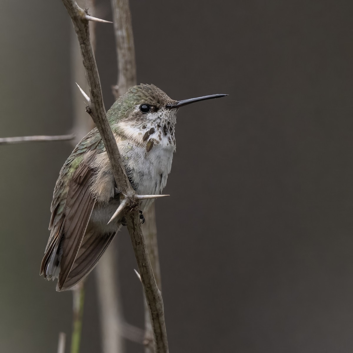 Calliope Hummingbird - ML613779192