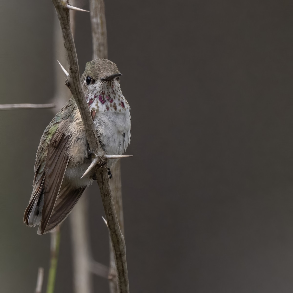 Calliope Hummingbird - ML613779193