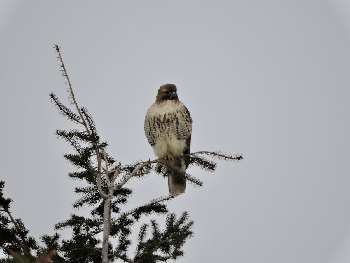 Red-tailed Hawk - ML613779247