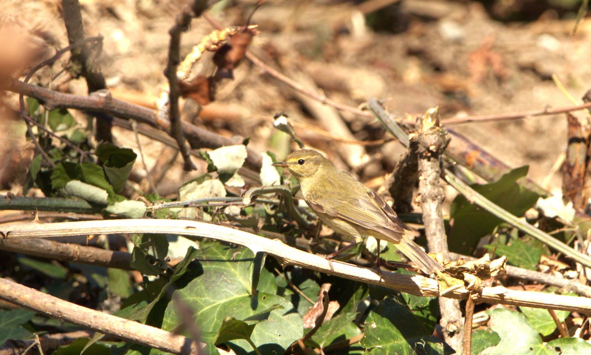 Iberian Chiffchaff - ML613779302