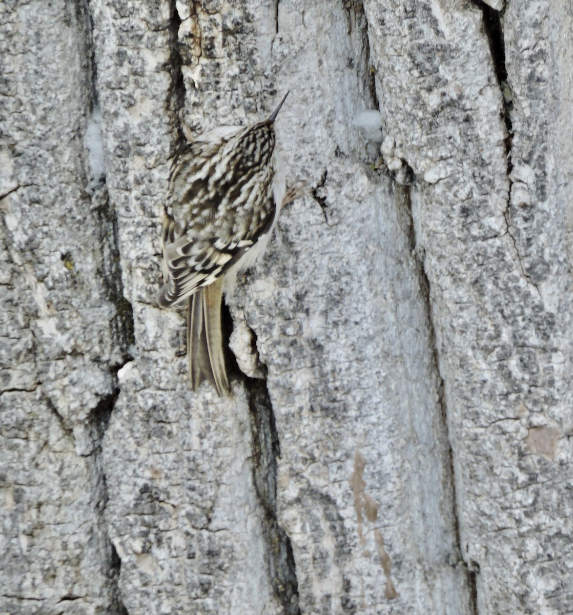 Brown Creeper - Daniel Casey