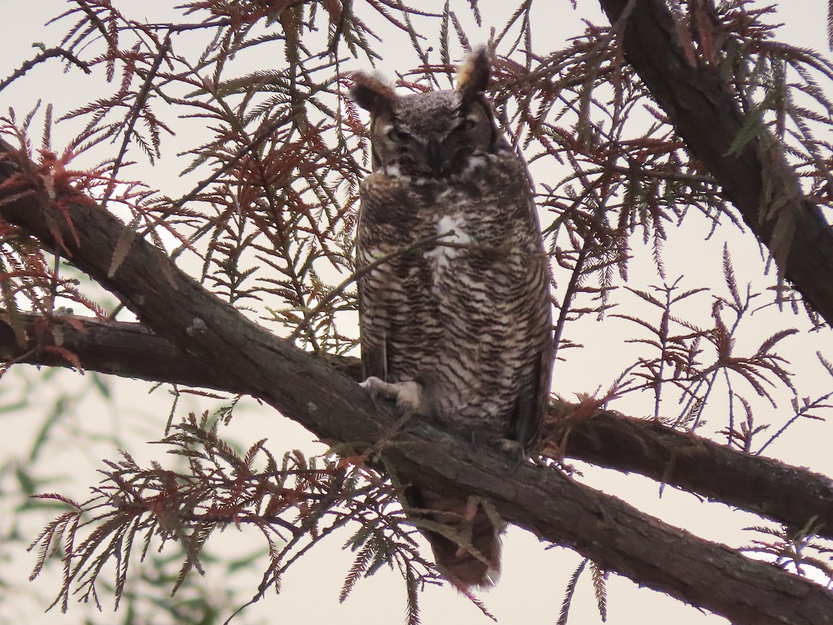 Great Horned Owl - Annamaria Savarino