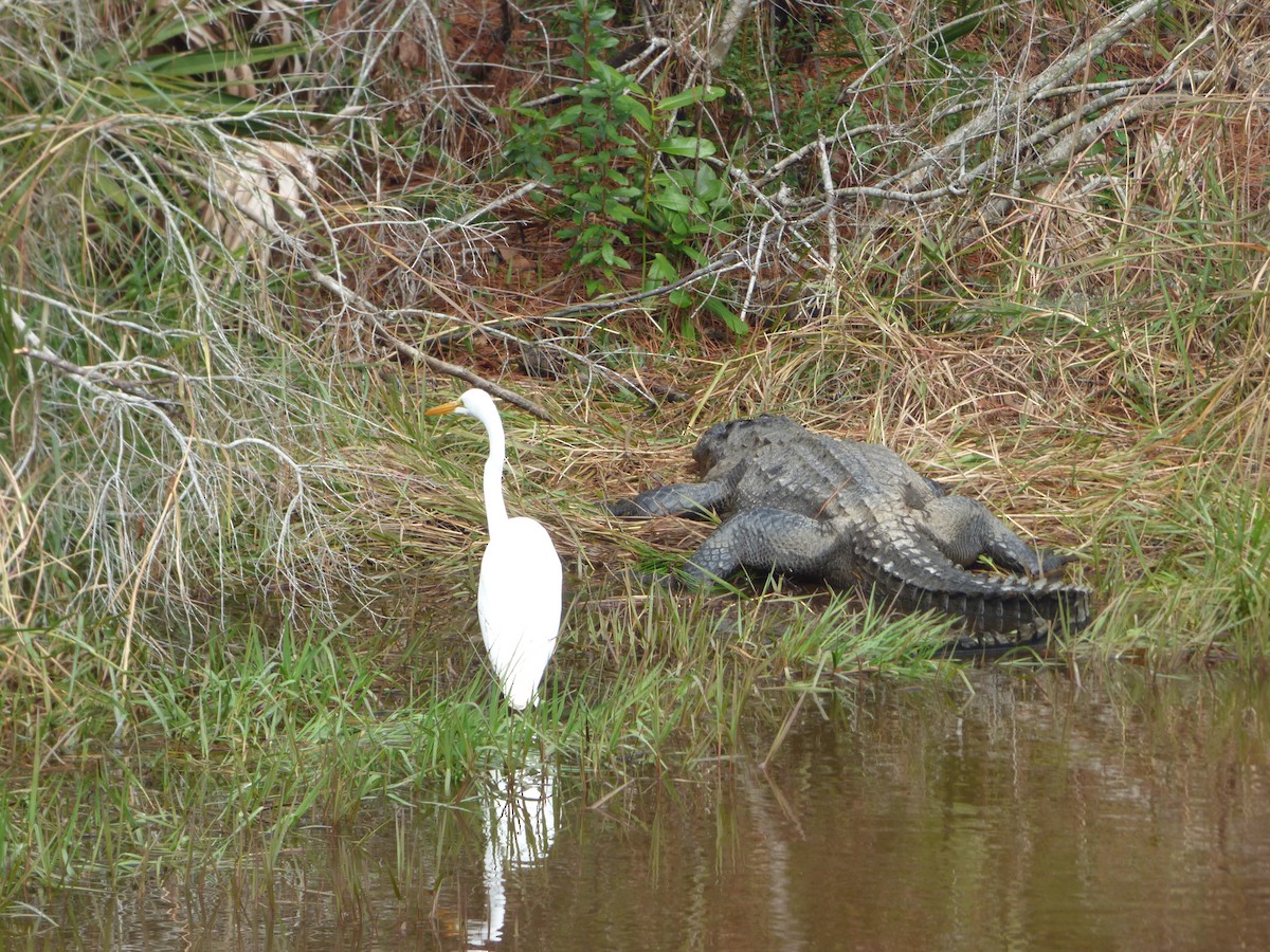 Great Egret - Alexander Brown