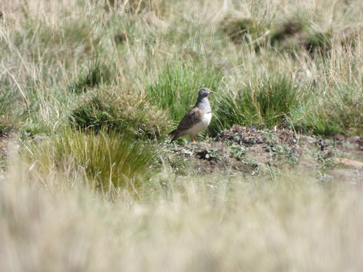 Gray-breasted Seedsnipe - Corina Giron