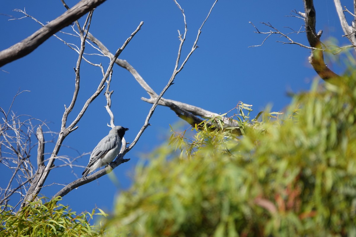 Black-faced Cuckooshrike - ML613779601