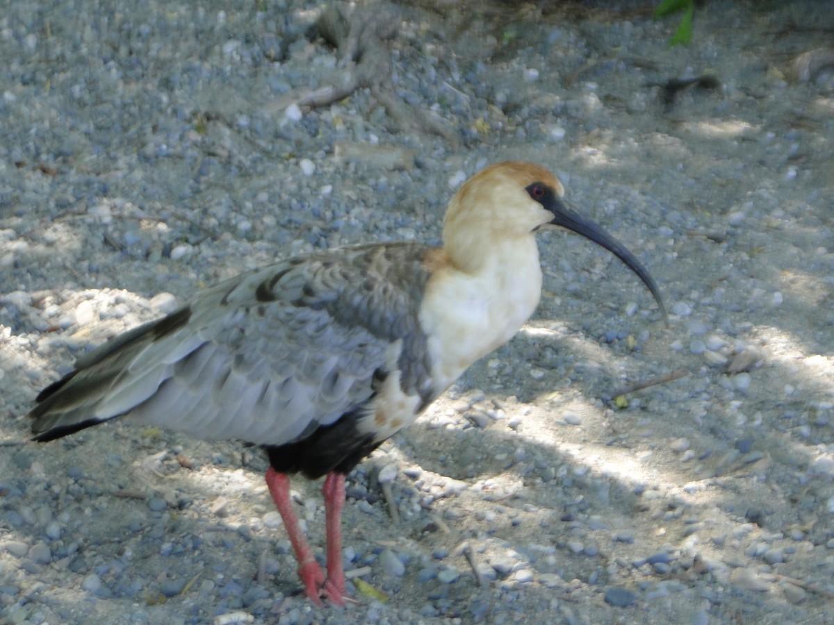 Ibis à face noire - ML613779645