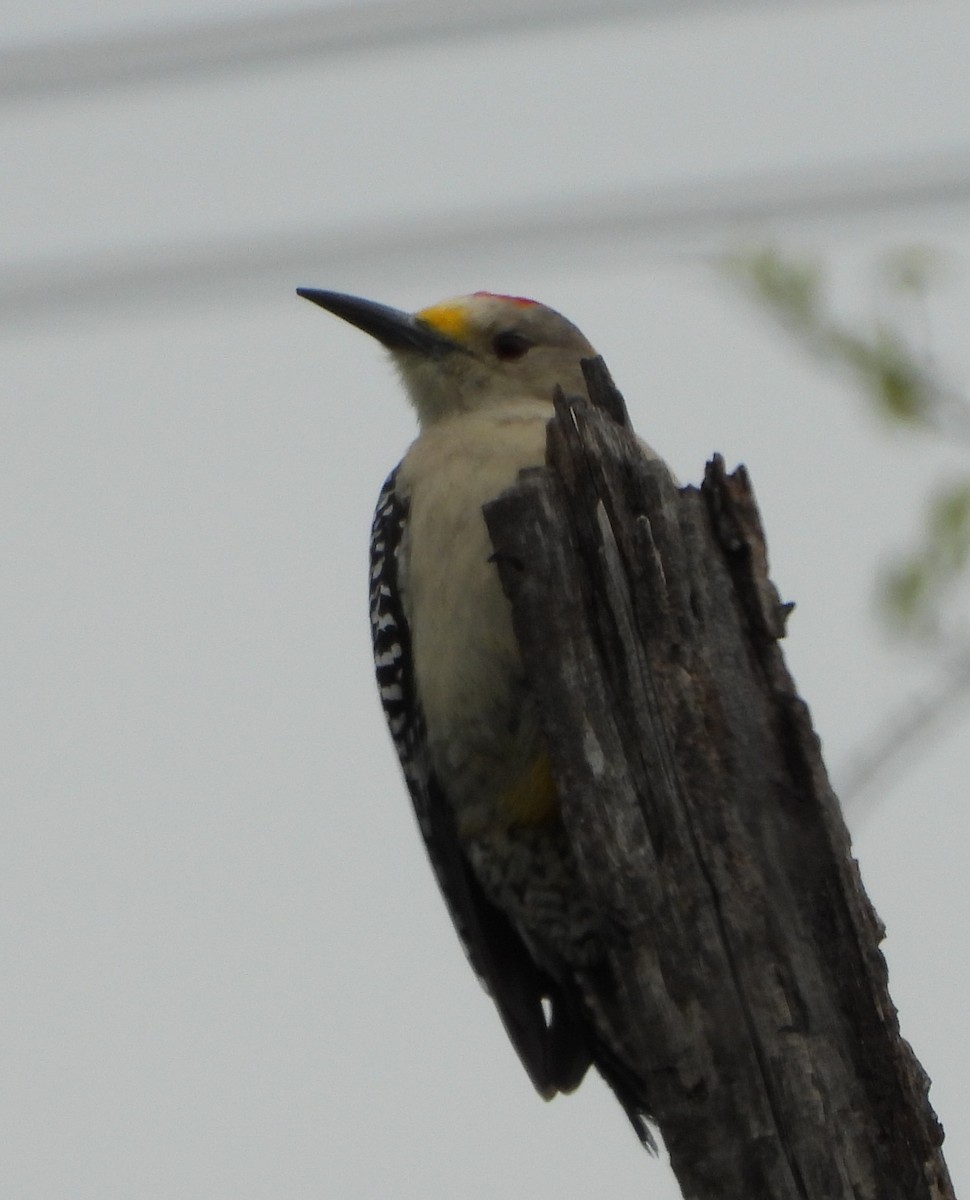 Golden-fronted Woodpecker - ML613779668