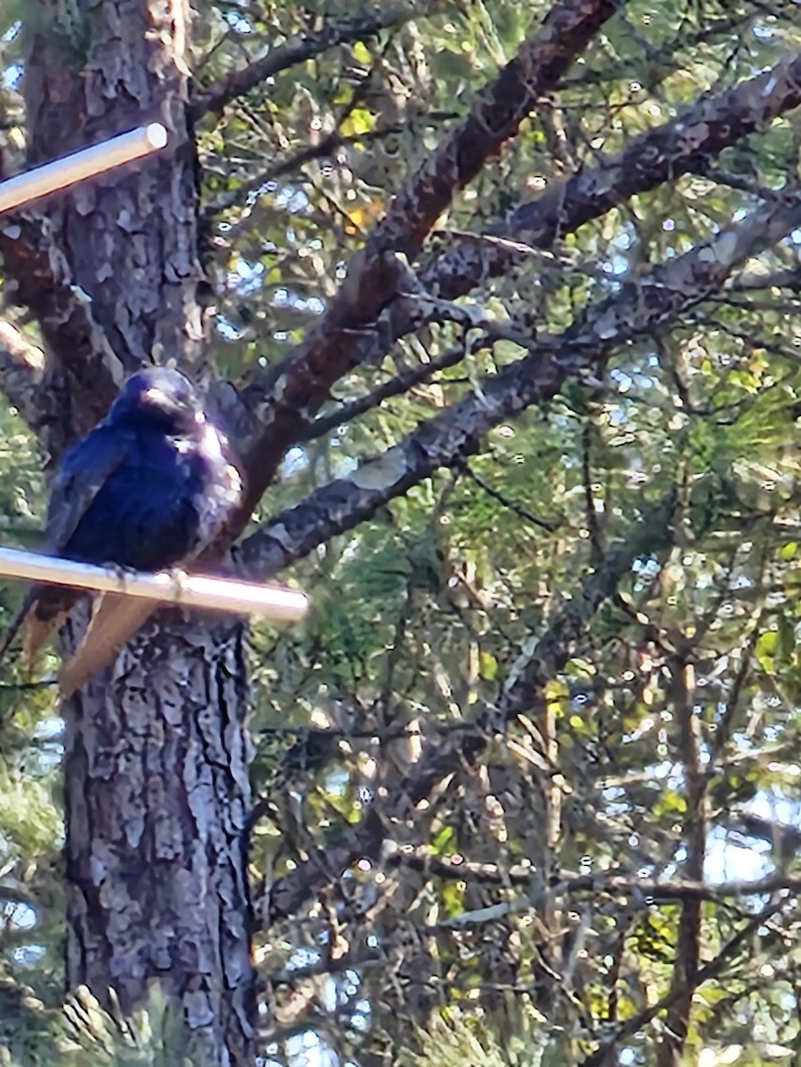 Purple Martin - ML613779674