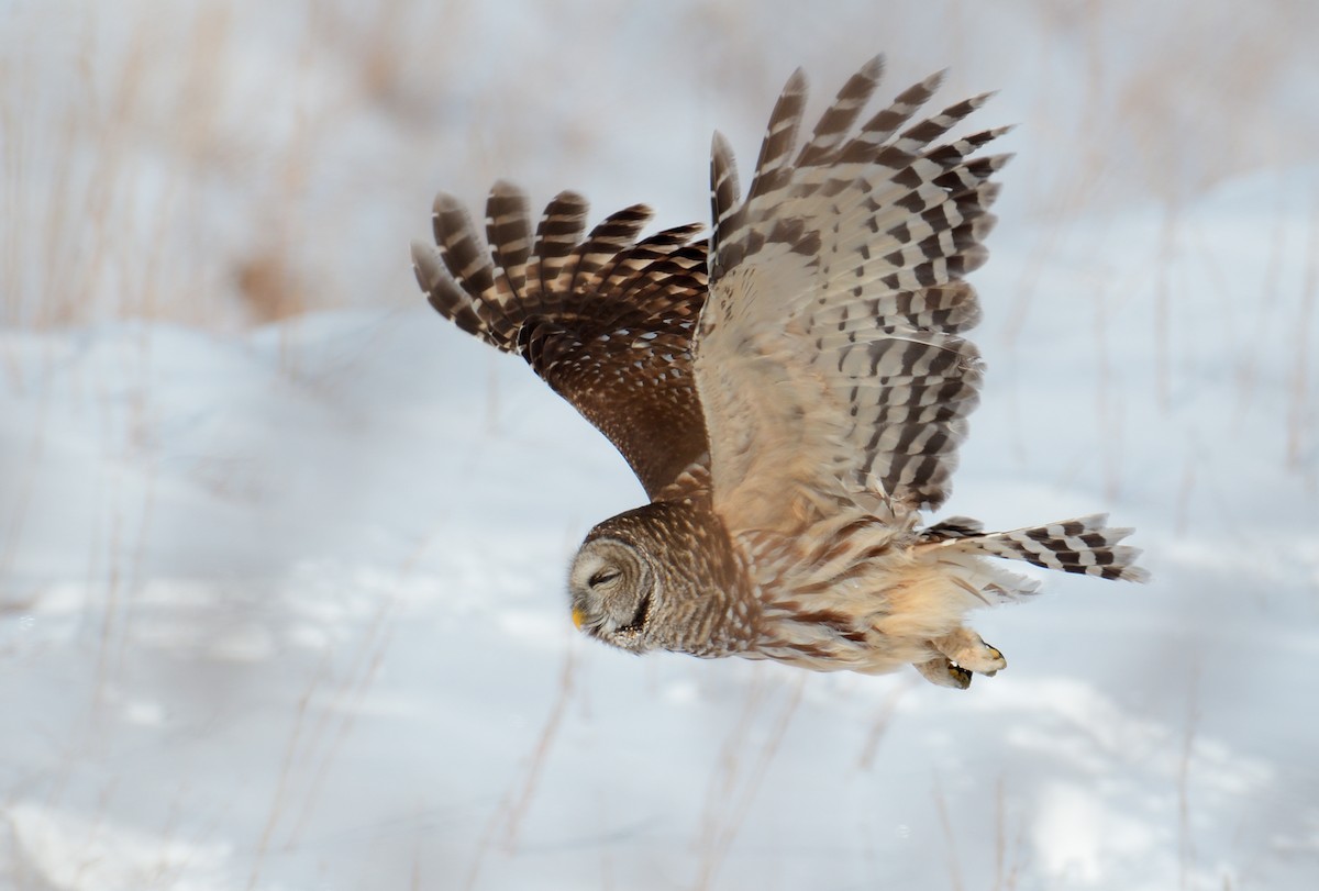 Barred Owl - ML613779752