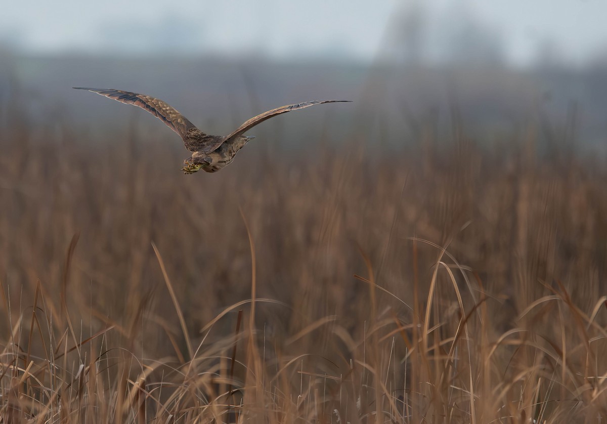 American Bittern - Henry Witsken