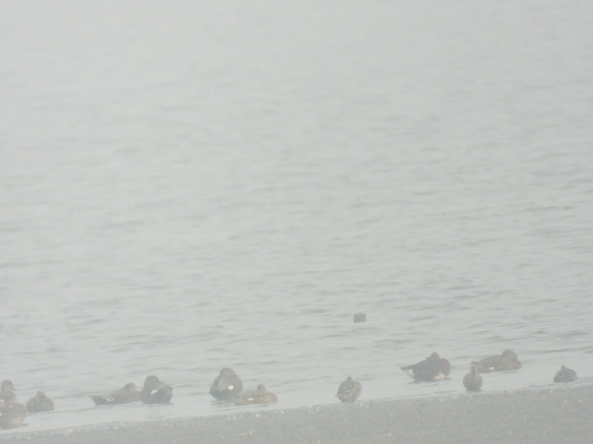 Ferruginous Duck - ML613779769