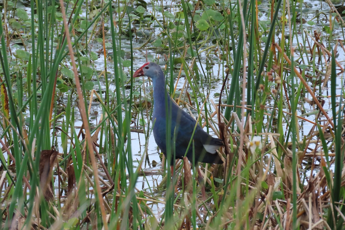 Gray-headed Swamphen - ML613779797