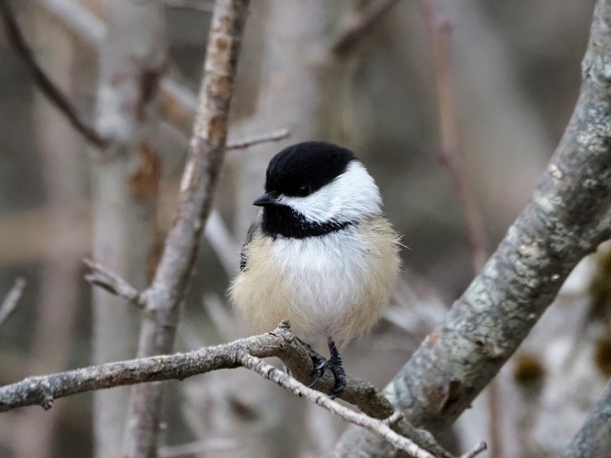 Black-capped Chickadee - ML613779804