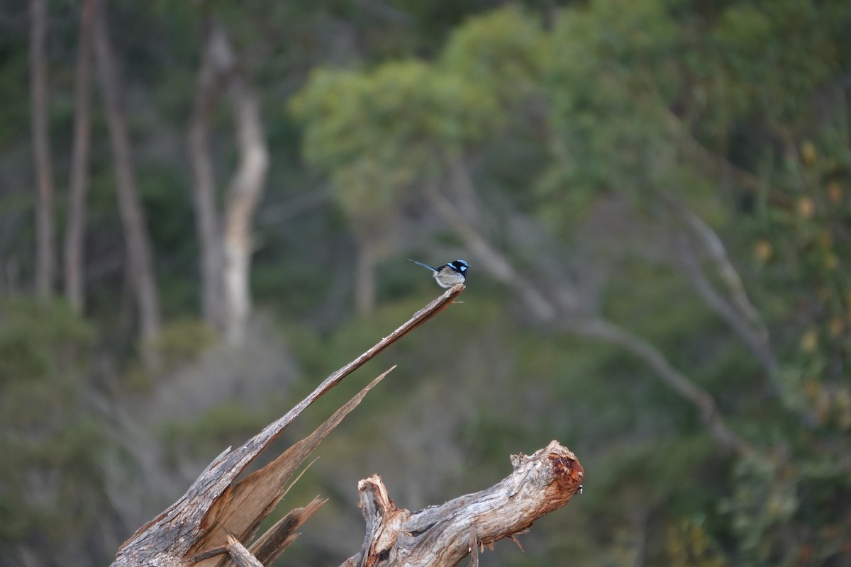 Superb Fairywren - Jared Bennett