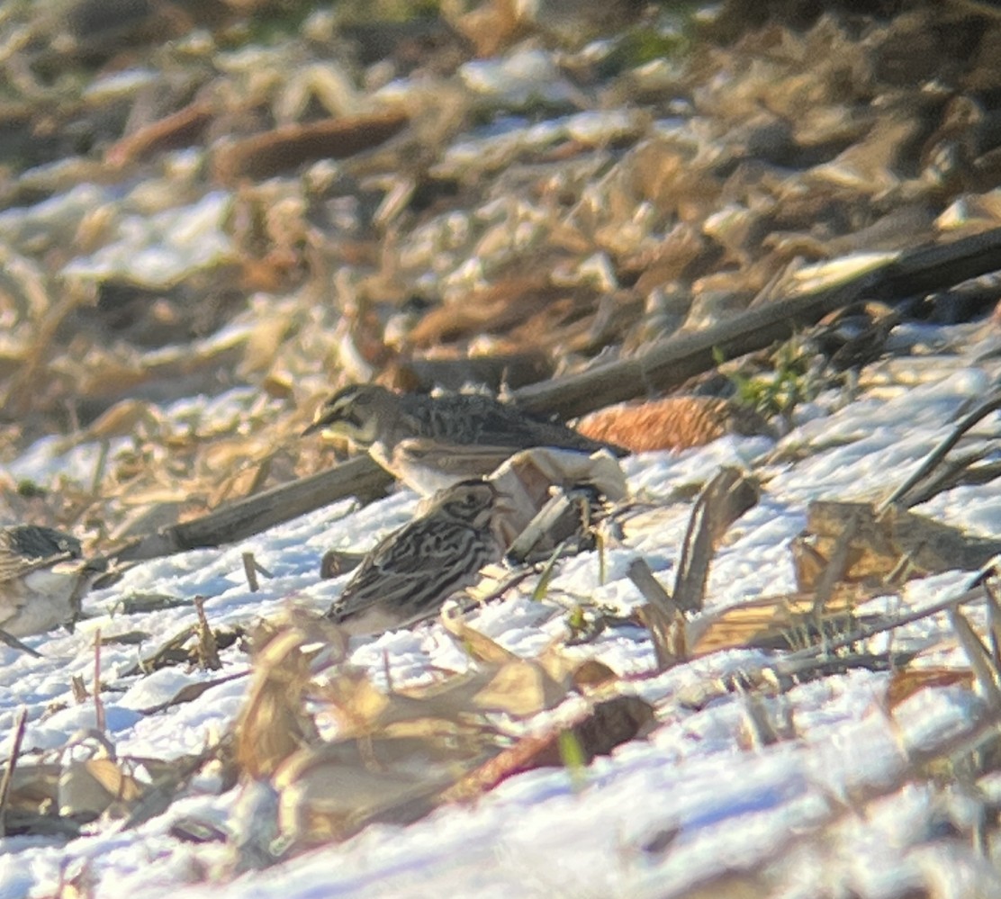 Lapland Longspur - Theo Staengl