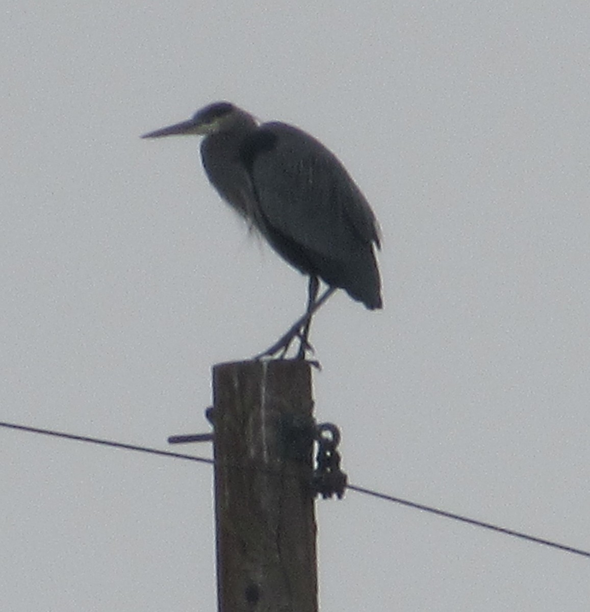 Great Blue Heron - ML613779884