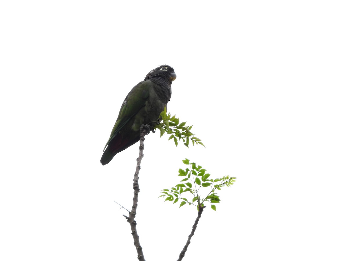 Scaly-headed Parrot - ML613779885